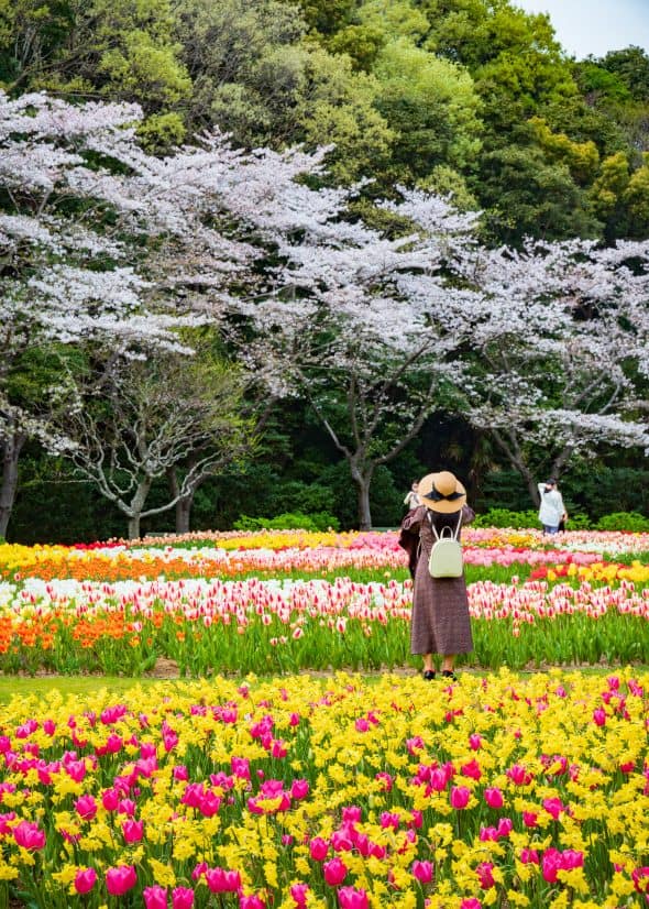 colorful flowers in hamamatsu flower park japan