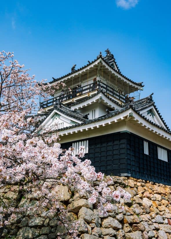 hamamatsu castle with cherry blossoms