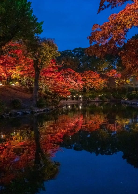 fall leaves foliage night lightup illumination in japan
