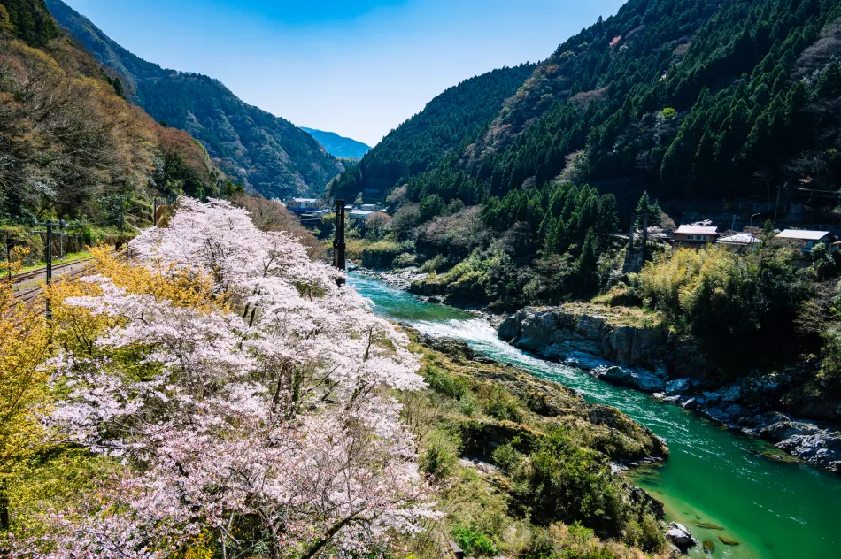 Iya Valley with cherry blossoms in spring, tokushima, japan